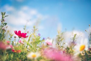 Spring meadow full of colorful flowers.