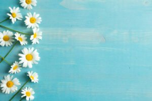 Border of many white daisy flowers with yellow centres on a blue wood background with copy space